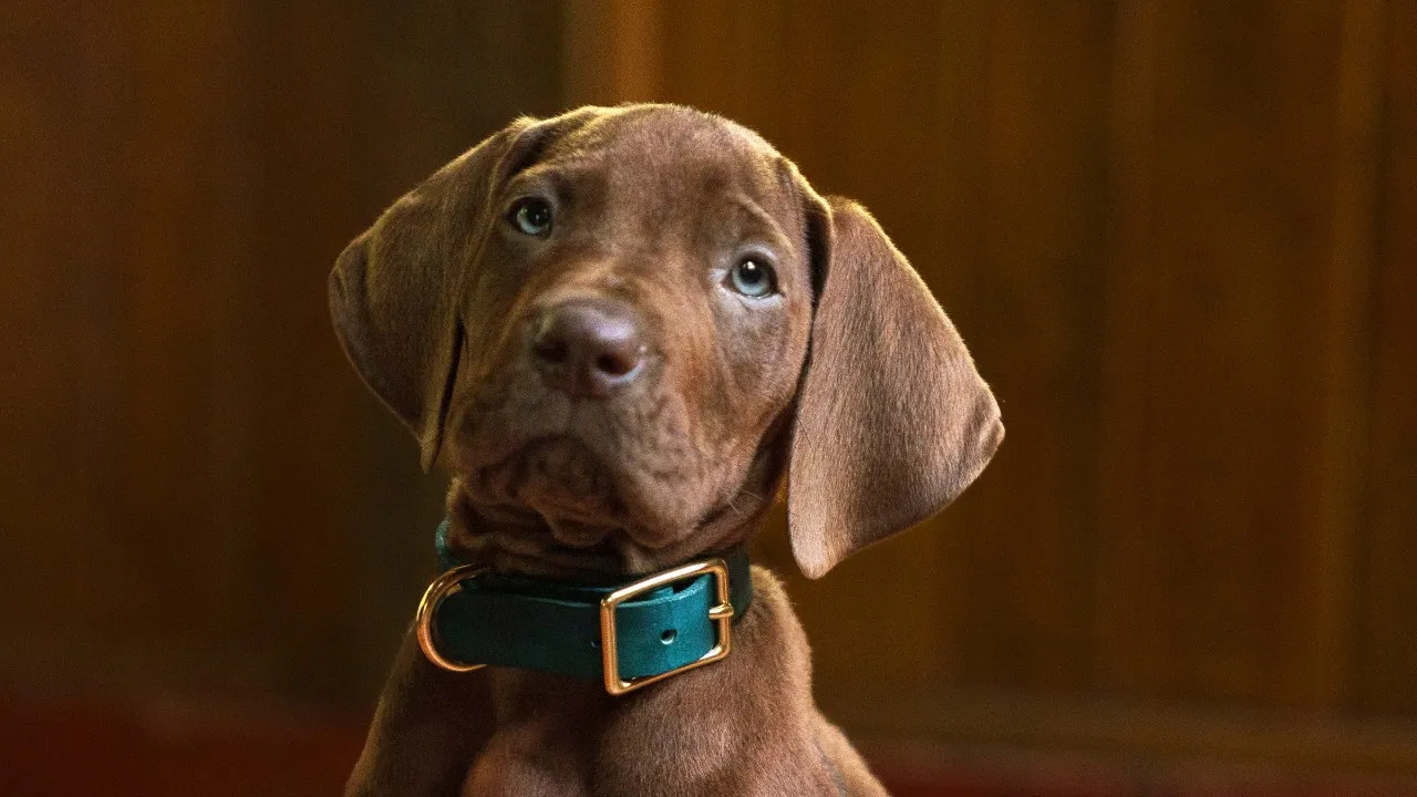 Scooby-Doo Origins Dizisinin Çekimleri Tamamlandı ve Yeni Kare Geldi — Oyun Haberleri haberi kapak görseli